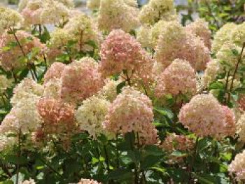 Zwerg-Rispenhortensie 'Little Lime' ®, 20-30 cm, Hydrangea paniculata 'Little Lime' ®, Containerware