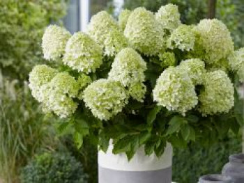 Zwerg-Rispenhortensie &#8218;Little Spooky&#8216;, Hydrangea paniculata &#8218;Little Spooky&#8216;, Containerware