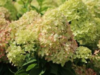 Zwerg-Rispenhortensie &#8218;Mojito&#8216; ®, 20-30 cm, Hydrangea paniculata &#8218;Mojito&#8216; ®, Containerware