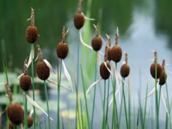 Zwerg Rohrkolben, Typha minima, Topfware