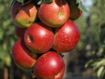 Zwerg-Säulenapfel &#8218;Peke&#8216; ®, 60-80 cm, Malus &#8218;Peke&#8216; ®, Containerware