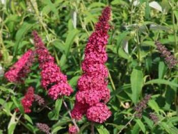 Zwerg-Schmetterlingsflieder 'Prince Charming', Buddleja davidii 'Prince Charming', Containerware