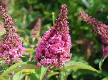 Zwerg-Schmetterlingsflieder / Zwerg-Sommerflieder Butterfly Candy ® &#8218;Little Pink&#8216;, Buddleja davidii Butterfly Candy ® &#8218;Little Pink&#8216;, Containerware