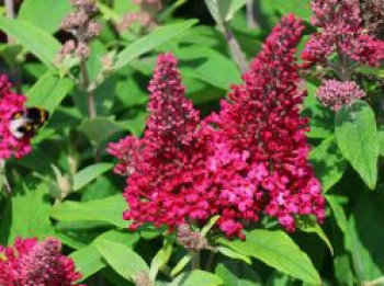 Zwerg-Schmetterlingsflieder / Zwerg-Sommerflieder Butterfly Candy ® &#8218;Little Ruby&#8216;, Buddleja davidii Butterfly Candy ® &#8218;Little Ruby&#8216;, Containerware