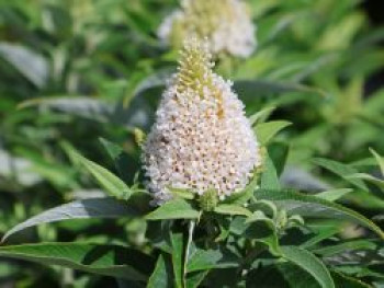 Zwerg-Schmetterlingsflieder / Zwerg-Sommerflieder Butterfly Candy ® &#8218;Little White&#8216;, Buddleja davidii Butterfly Candy ® &#8218;Little White&#8216;, Containerware