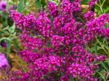 Zwerg-Schmetterlingsflieder / Zwerg-Sommerflieder Summer Lounge ® &#8218;Oktopus Magenta&#8216;, Buddleja davidii Summer Lounge ® &#8218;Oktopus Magenta&#8216;, Containerware