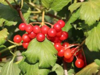 Zwerg-Schneeball 'Compactum', 20-30 cm, Viburnum opulus 'Compactum', Containerware