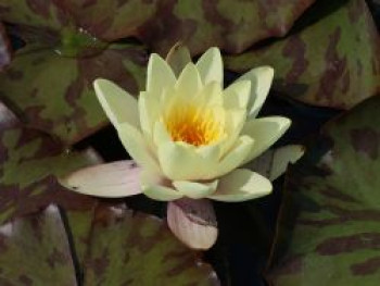 Zwerg-Seerose &#8218;Helvola&#8216;, Nymphaea x tetragona &#8218;Helvola&#8216;, Topfware