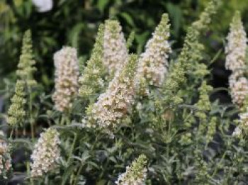 Zwerg-Sommerflieder / Schmetterlingsstrauch &#8218;BUZZ ® Ivory&#8216;, Buddleja davidii &#8218;BUZZ ® Ivory&#8216;, Containerware