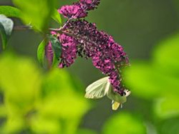 Zwerg-Sommerflieder / Schmetterlingsstrauch &#8218;BUZZ ® Magenta&#8216;, Buddleja davidii &#8218;BUZZ ® Magenta&#8216;, Containerware