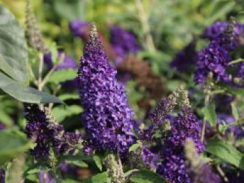 Zwerg-Sommerflieder / Schmetterlingsstrauch BUZZ ® &#8218;Midnight&#8216;, Buddleja davidii BUZZ ® &#8218;Midnight&#8216;, Containerware