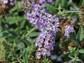 Zwerg-Sommerflieder / Schmetterlingsstrauch Proven Winners ® &#8218;Lilac Chip&#8216; ®, Buddleja davidii Proven Winners ® &#8218;Lilac Chip&#8216; ®, Containerware