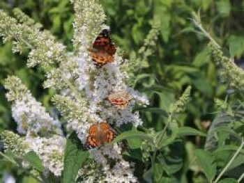 Zwerg-Sommerflieder / Schmetterlingsstrauch &#8218;Marbled White&#8216; / &#8218;Markeep&#8216; / &#8218;Schachbrett&#8216;, Buddleja davidii &#8218;Marbled White&#8216; / &#8218;Markeep&#8216; / &#8218;Schachbrett&#8216;, Containerware