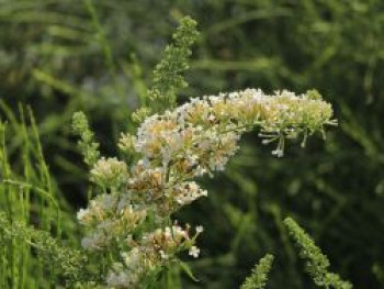 Zwerg-Sommerflieder / Schmetterlingsstrauch 'Nanho White', 30-40 cm, Buddleja davidii 'Nanho White', Containerware