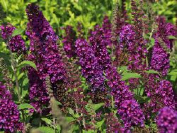 Zwerg-Sommerflieder / Schmetterlingsstrauch Proven Winners ® &#8218;Blue Chip JR&#8216;, Buddleja davidii Proven Winners ® &#8218;Blue Chip JR&#8216;, Containerware