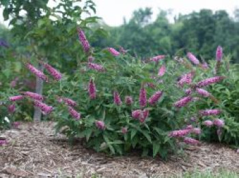 Zwerg-Sommerflieder / Schmetterlingsstrauch Proven Winners ® &#8218;Pink Micro Chip&#8216; ®, Buddleja davidii Proven Winners ® &#8218;Pink Micro Chip&#8216; ®, Containerware