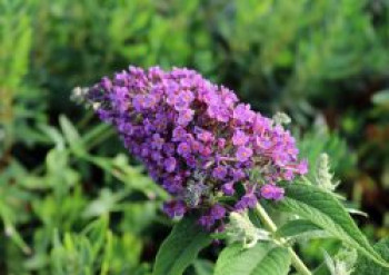 Zwerg-Sommerflieder / Schmetterlingsstrauch Proven Winners ® &#8218;Purple Chip&#8216; ®, Buddleja davidii Proven Winners ® &#8218;Purple Chip&#8216; ®, Containerware