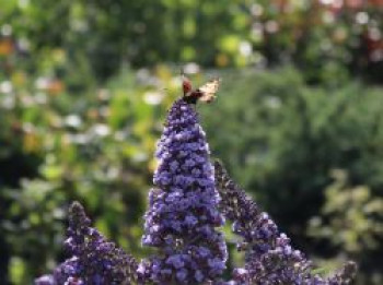 Zwerg-Schmetterlingsflieder / Zwerg-Sommerflieder Summer Lounge ® (Blau), Buddleja davidii Summer Lounge ® (Blau), Containerware