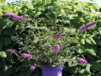 Zwerg-Schmetterlingsflieder / Zwerg-Sommerflieder Summer Lounge ® (Purple), Buddleja davidii Summer Lounge ® (Purple), Containerware