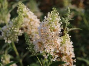 Zwerg-Schmetterlingsflieder / Zwerg-Sommerflieder Summer Lounge ® (Weiß), Buddleja davidii Summer Lounge ® (Weiß), Containerware