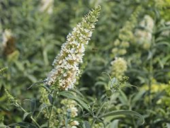 Zwerg-Sommerflieder / Schmetterlingsstrauch &#8218;White Ball&#8216;, Buddleja davidii &#8218;White Ball&#8216;, Containerware