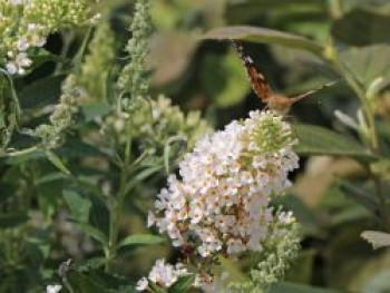 Zwerg-Sommerflieder / Schmetterlingsstrauch PROVEN WINNERS ® 'White Chip' ®, Buddleja davidii PROVEN WINNERS ® 'White Chip' ®, Containerware