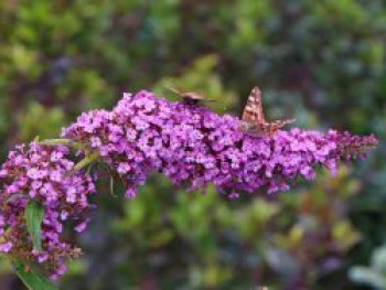 Zwerg-Sommerflieder &#8218;Sophie&#8216; ®, Buddleja davidii &#8218;Sophie&#8216; ®, Containerware