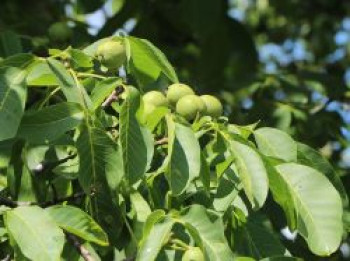 Zwerg-Walnuss &#8218;Europa&#8216;, 100-150 cm, Juglans regia &#8218;Europa&#8216;, Containerware