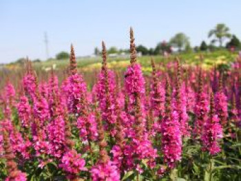 Zwerg-Weiderich &#8218;Little Robert&#8216;, Lythrum salicaria &#8218;Little Robert&#8216;, Topfware