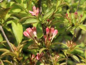 Zwerg-Weigelie 'All Summer Peach', Weigela florida 'All Summer Peach', Topfware