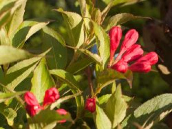 Zwerg-Weigelie &#8218;All Summer Red&#8216; ®, 10-20 cm, Weigela florida &#8218;All Summer Red&#8216; ®, Containerware