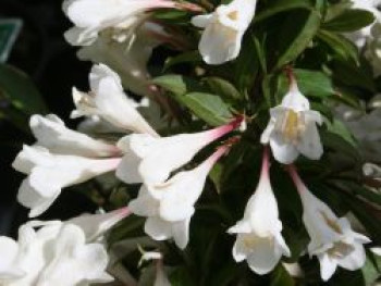 Zwerg-Weigelie &#8218;Black &#038; White&#8216;, Weigela &#8218;Black &#038; White&#8216;, Containerware