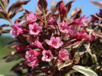 Zwerg-Weigelie &#8218;Monet&#8216;, 10-20 cm, Weigela florida &#8218;Monet&#8216;, Containerware