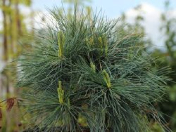 Zwerg-Weymouths-Kiefer &#8218;Blue Shag&#8216;, 15-20 cm, Pinus strobus &#8218;Blue Shag&#8216;, Containerware