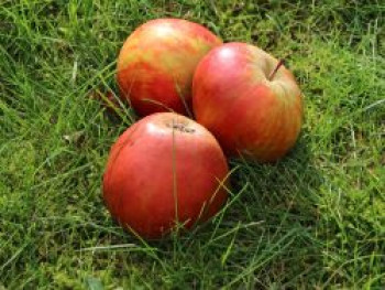 Zwergapfel / Säulenapfel 'Mini-Cox' ®, 60-100 cm, Malus 'Mini-Cox' ®, Containerware