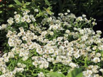 Zwergige Bertrams-Garbe &#8218;Nana Compacta&#8216;, Achillea ptarmica &#8218;Nana Compacta&#8216;, Topfware