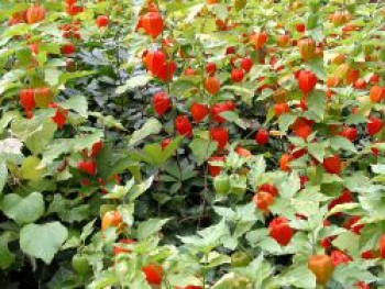 Zwergige Blasenkirsche &#8218;Zwerg&#8216;, Physalis alkekengi var. franchetti &#8218;Zwerg&#8216;, Topfware