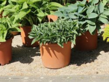 Zwergige Funkie, Hosta minor, Topfware