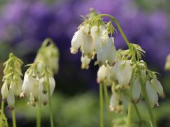 Zwergige Herzblume 'Alba', Dicentra eximia 'Alba', Topfware