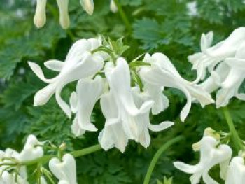 Zwergige Herzblume 'Amore Titanium', Dicentra formosa 'Amore Titanium', Topfware