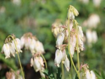 Zwergige Herzblume &#8218;Aurora&#8216;, Dicentra formosa &#8218;Aurora&#8216;, Topfware