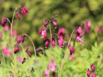 Zwergige Herzblume &#8218;Bacchanal&#8216;, Dicentra formosa &#8218;Bacchanal&#8216;, Topfware