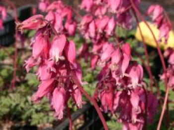 Zwergige Herzblume &#8218;Luxuriant&#8216;, Dicentra formosa &#8218;Luxuriant&#8216;, Topfware