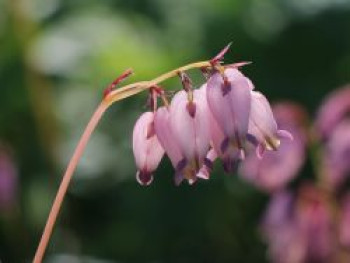 Zwergige Herzblume, Dicentra formosa, Topfware