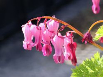 Zwergige Herzblume &#8218;Pink Diamonds&#8216;, Dicentra formosa &#8218;Pink Diamonds&#8216;, Topfware