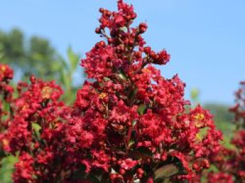 Zwergige Kräuselmyrte &#8218;Red Imperator&#8216;, 30-40 cm, Lagerstroemia nana &#8218;Red Imperator&#8216;, Containerware