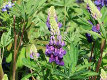 Zwergige Lupine 'Nanus Gallery Blau', Lupinus polyphyllus 'Nanus Gallery Blau', Topfware