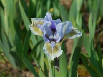 Zwergige Schwertlilie 'Alsterquelle', Iris x barbata-nana 'Alsterquelle', Topfware