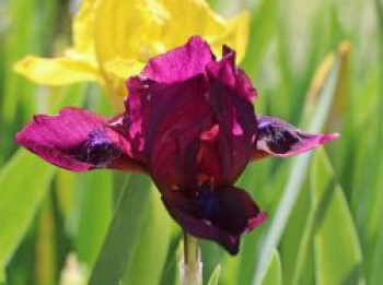 Zwergige Schwertlilie &#8218;Cherry Garden&#8216;, Iris x barbata-nana &#8218;Cherry Garden&#8216;, Topfware