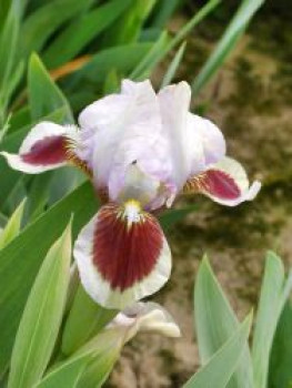 Zwergige Schwertlilie 'Cherry Spot', Iris x barbata-nana 'Cherry Spot', Topfware